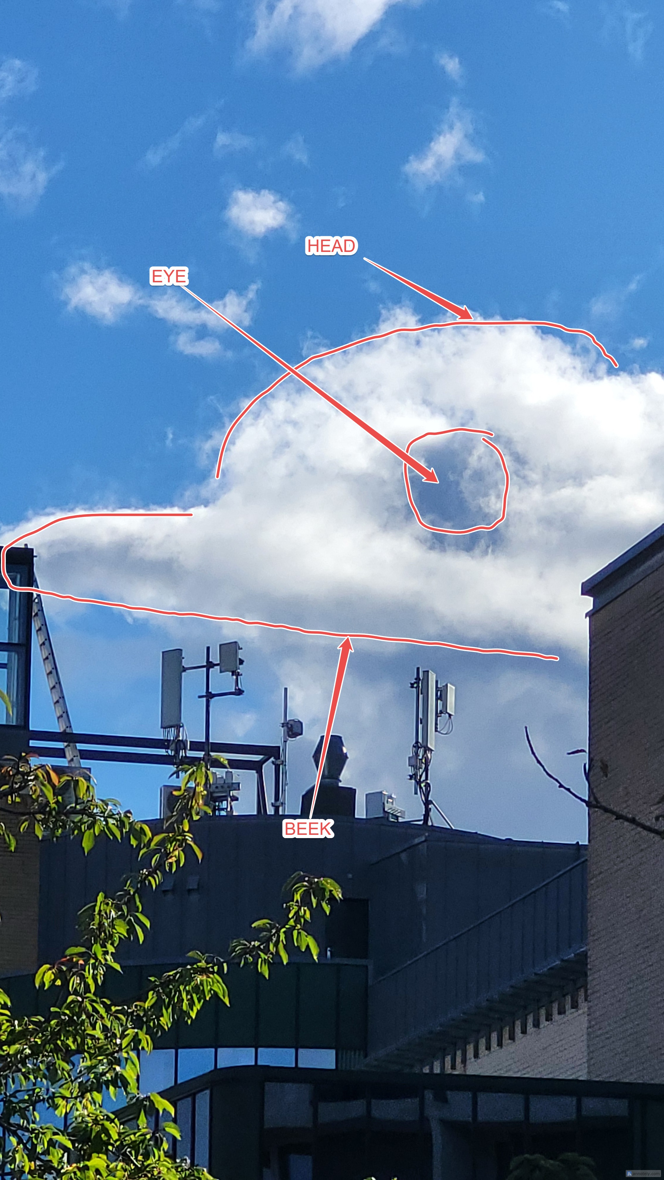 Cloud shapes outline showing bird silhouette